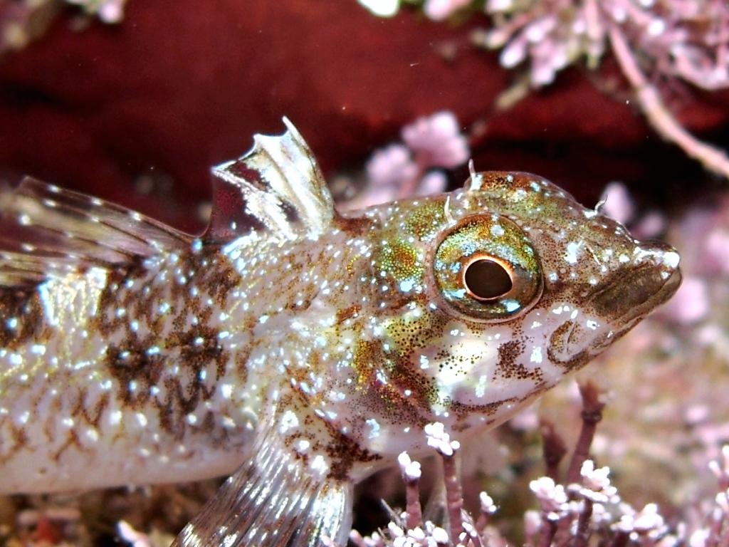 Tripterygion tartessicum(Carreras-C.,Pascual,Macpherson2007)